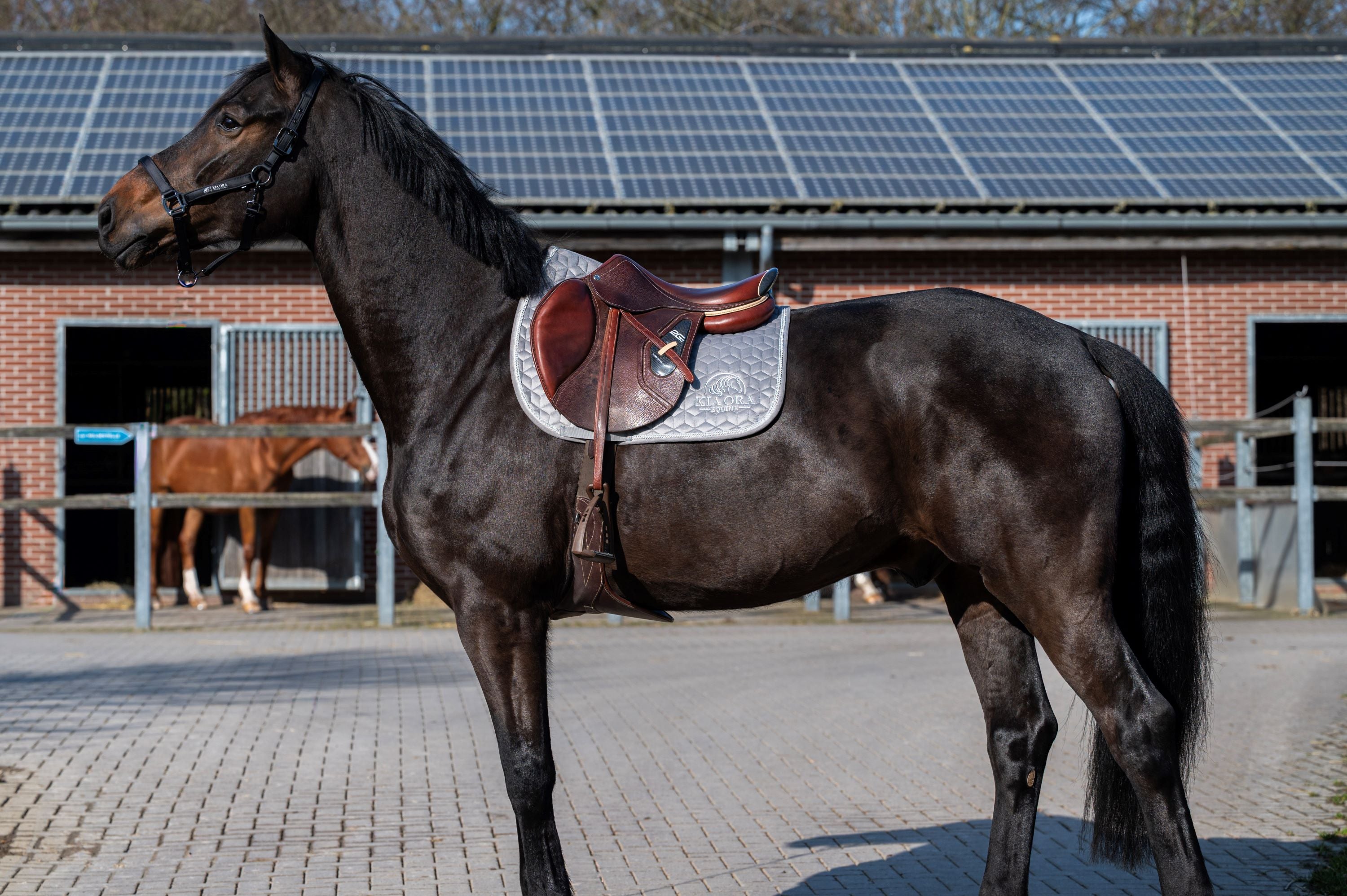 Samt Spring Schabracke Grau